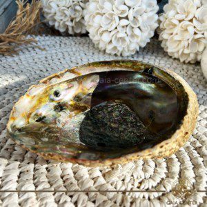Abalone Shell - Paula shell Smudging bowl for Palo Santo and White Sage at Gaia Center in Cyprus. Size: approx.16cm Shop online at https://gaia-center.com Buy online at Gaia Center | Cyprus. Cyprus islandwide delivery: Limassol, Larnaca, Paphos, Nicosia. Europe and worldwide shipping.