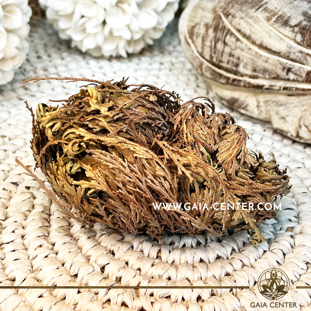 Rose of Jericho Resurrection plant at Gaia Center | Crystals and Incense shop in Cyprus. Order online, Cyprus islandwide delivery: Limassol, Paphos, Larnaca, Nicosia. Europe and worldwide shipping.