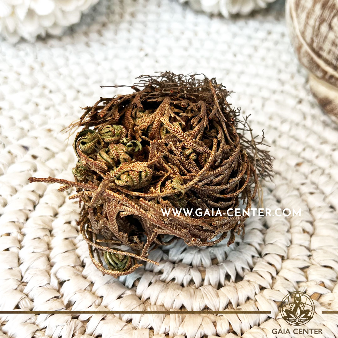 Rose of Jericho Resurrection plant at Gaia Center | Crystals and Incense shop in Cyprus. Order online, Cyprus islandwide delivery: Limassol, Paphos, Larnaca, Nicosia. Europe and worldwide shipping.